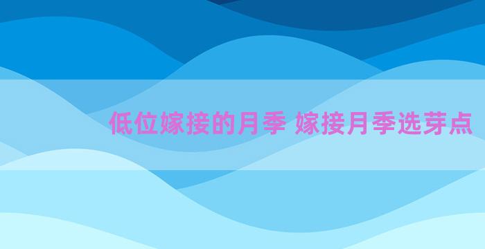 低位嫁接的月季 嫁接月季选芽点